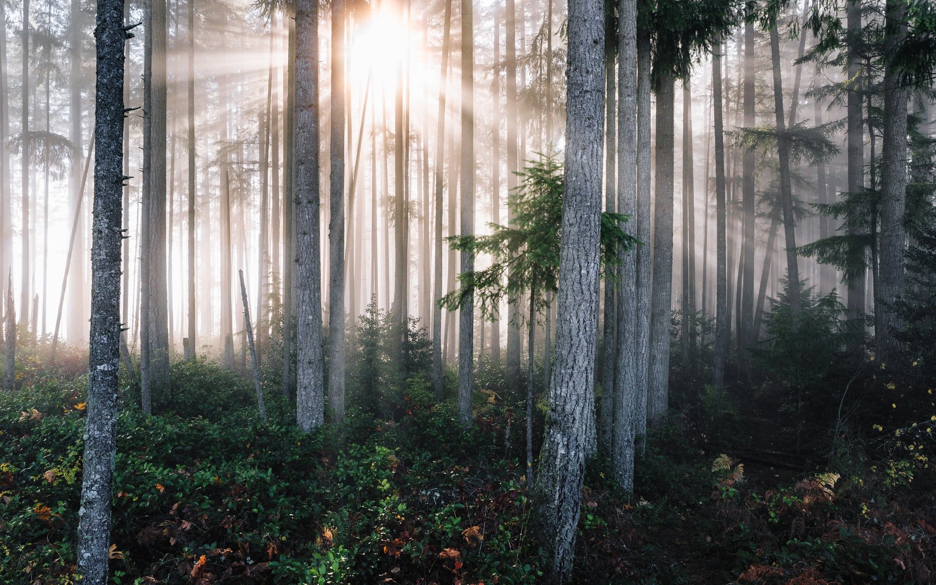 dave-hoefler-hQNY2WP-qY4-unsplash